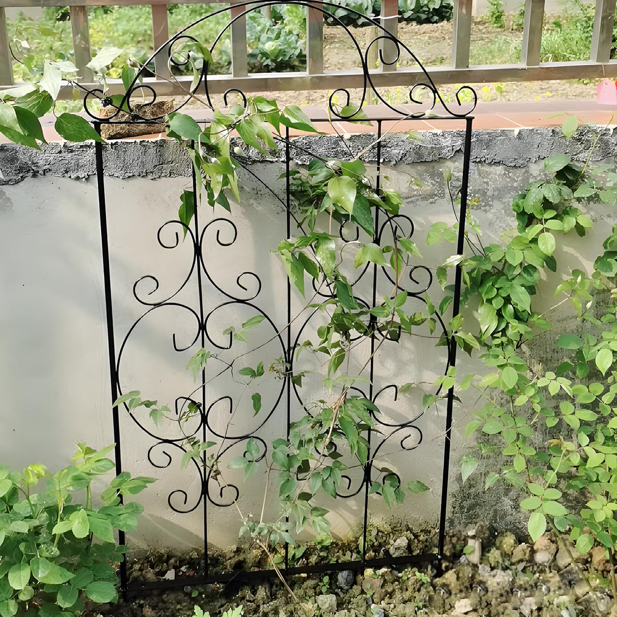 Thealyn Garden Trellis 2 Pack 80 Inch.H x 22 Inch.W