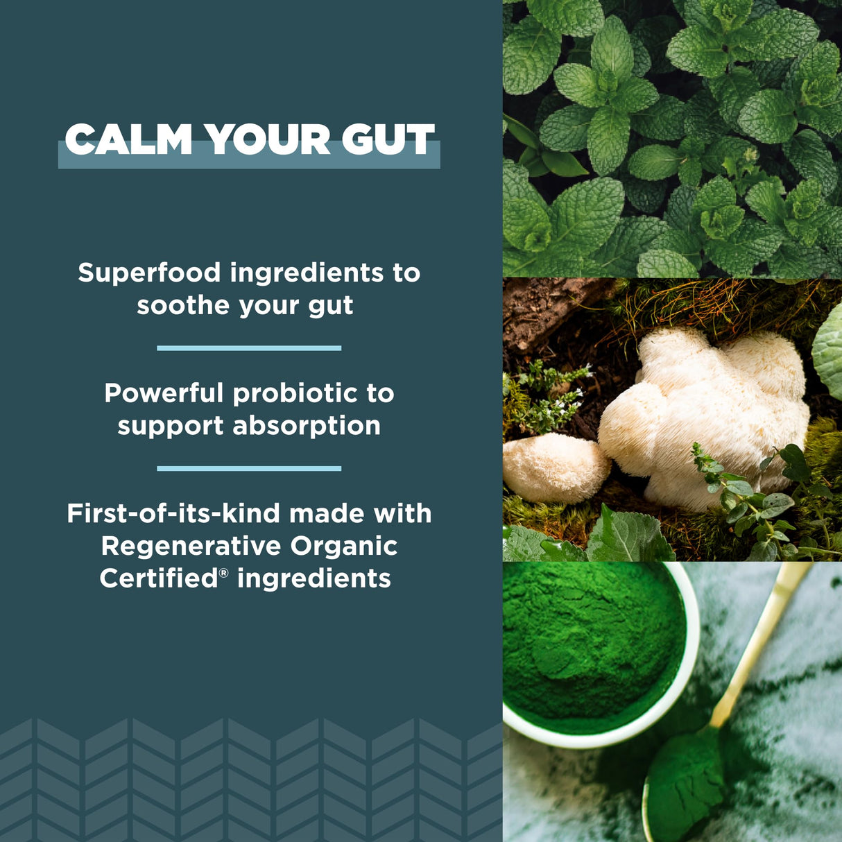 Ancient Nutrition Gut Health Supplement, Regenerative Organic Certified Leaky Gut Capsules, Formulated with Lion’s Mane, Fermented Licorice Root and Spearmint, Gluten Free, Paleo and Keto Friendly, 90