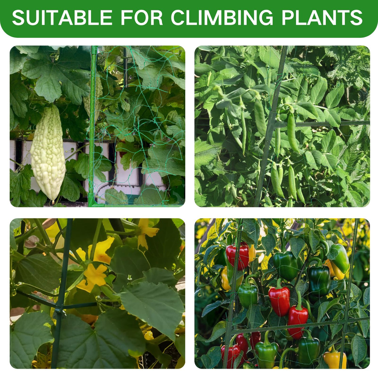 Cucumber Trellis for Raised Beds - Sturdy Arch Trellis for Peas, Beans & Climbing Plants | Outdoor Vegetable Support, Garden Trellis Kit (63" Lx30 Wx48 H)