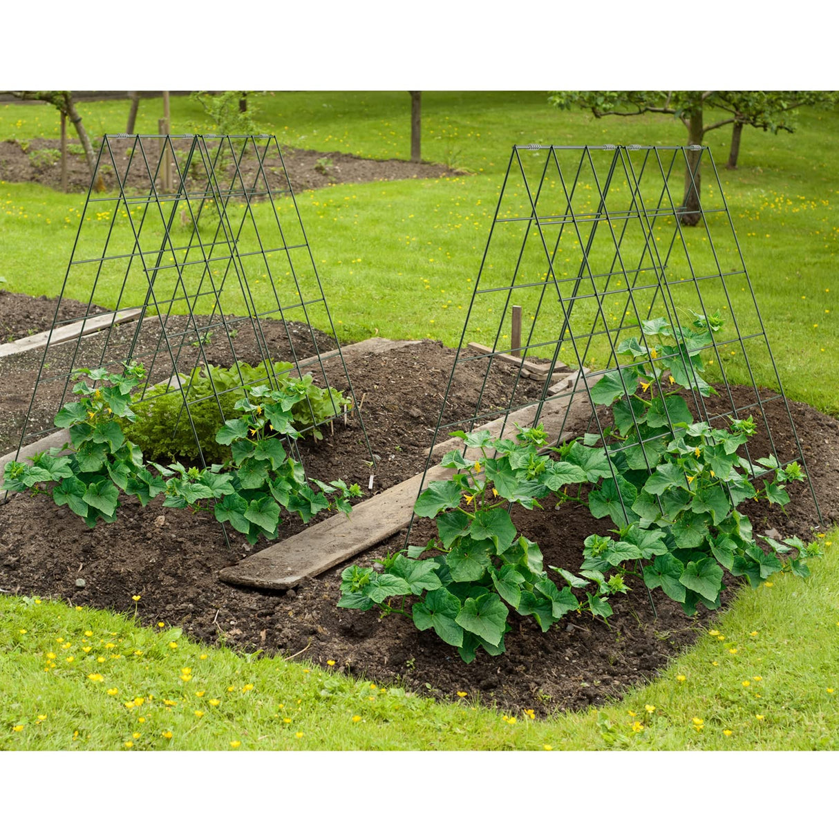 AGTEK 2 Packs 18" x 46" Foldable Cucumber Trellis for Cucumber, Climbing Plants, Vegetable Flowers