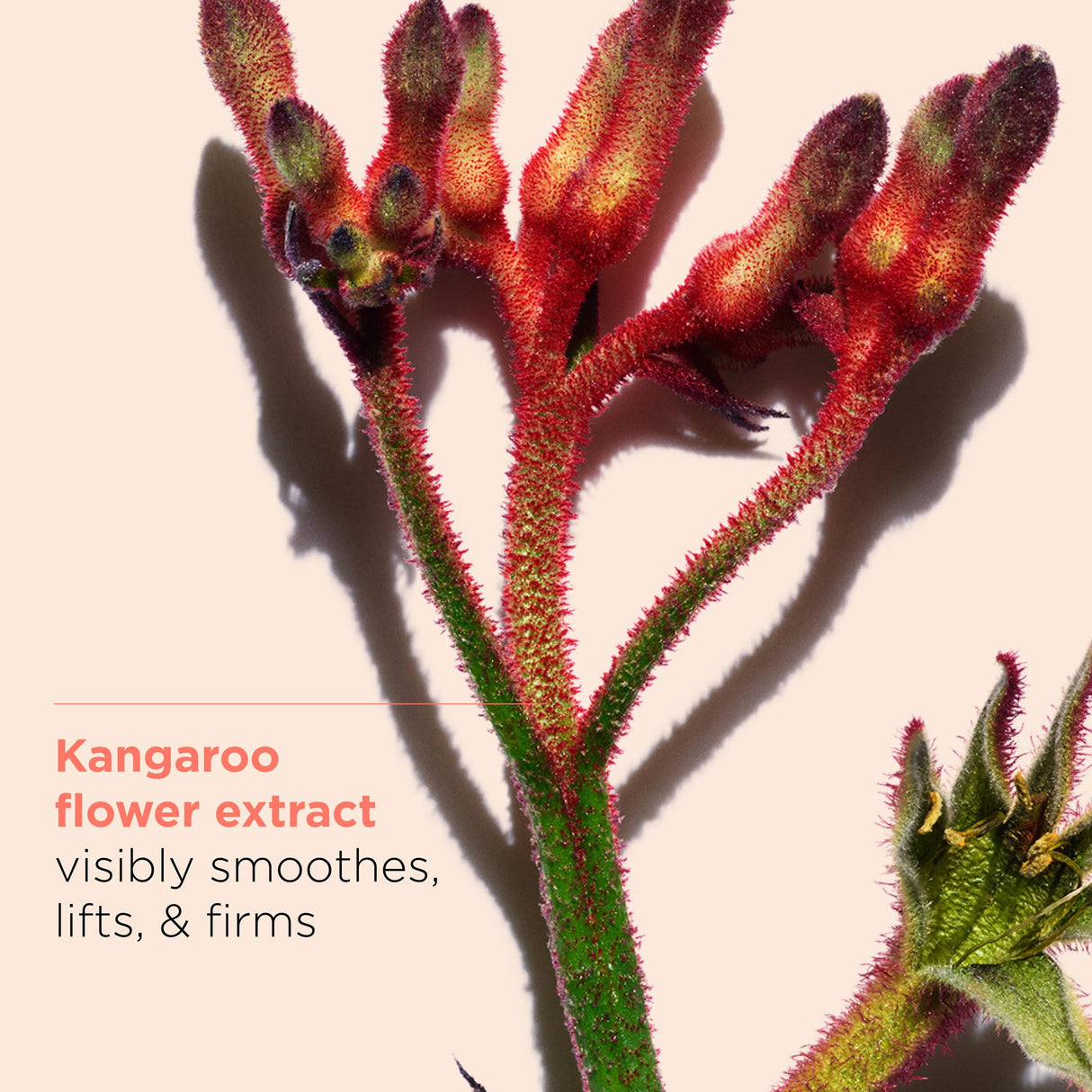 Clarins Extra-Firming Day Cream | Anti-Aging Moisturizer | Radiant & Plumper Skin in 28 Days | 1.7 oz