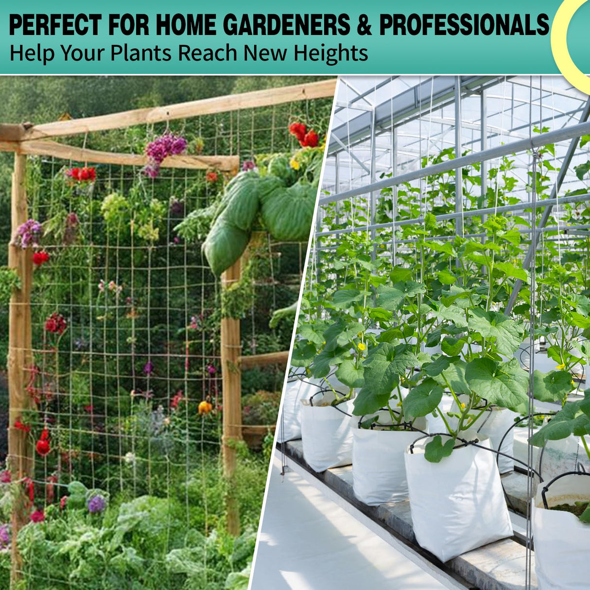 DOLEMODUO 7X 60 Ft Nylon Trellis Netting, 6×6 Heavy Duty Trellis Mesh Garden Netting for Climbing Plants, Use for Tomatoes, Cucumbers, Peas, Grape Racks