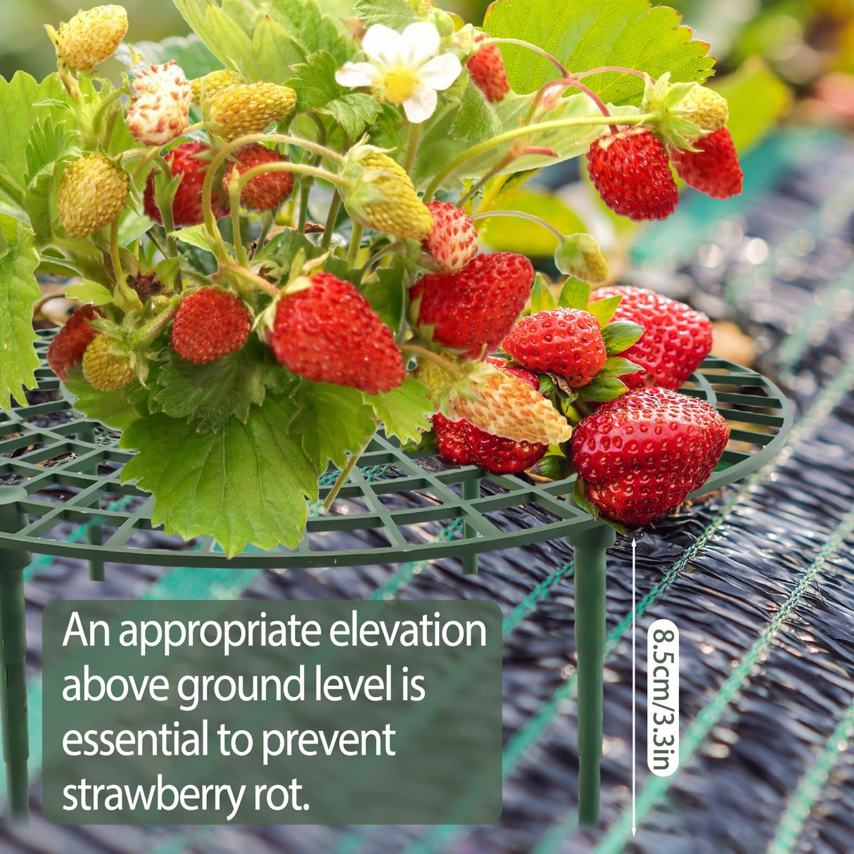 COZYDIG 4 Sets Strawberry Plant Support with Mesh Plant Cover,Strawberry Growing Racks Sets with Iron Plant Nails and Storage Bag for Garden Strawberry Vegetables(White Net - Round)
