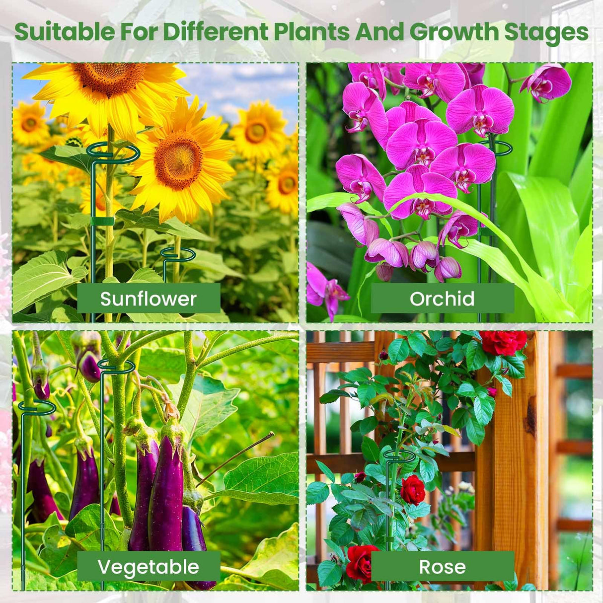 Plant Support Stakes 6 Pack, 12/24/36 Inch Heavy Duty Metal Plant Stakes, Adjustable Garden Plant Support Cages/Rings for Outdoor Indoor Plants, Plant Stick Support for Amaryllis Tomato Peony Orchid
