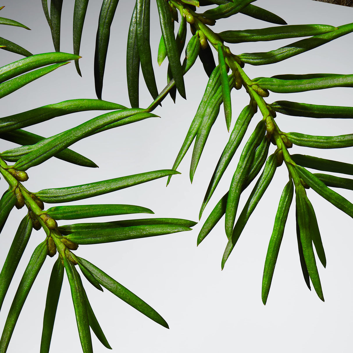 LACOSTE L.12.12 Blanc Eau De Parfum for Men - Father's Day Gift