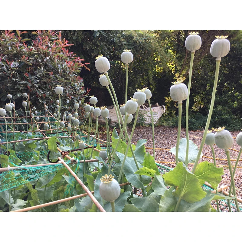 P. Somniferum - GALANIA Afghan Poppy Seeds (100 Seeds)