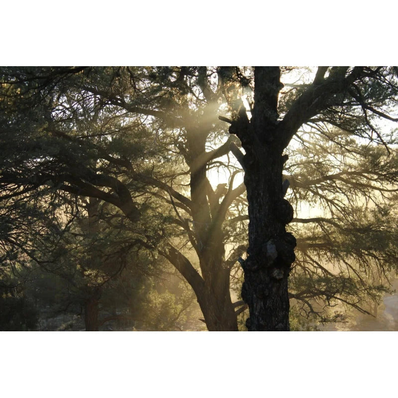 Grand Canyon Silver New Mexico Piñon, Pinon Pine Nuts, 2024 Harvest, 8oz ~ Roasted & Salted