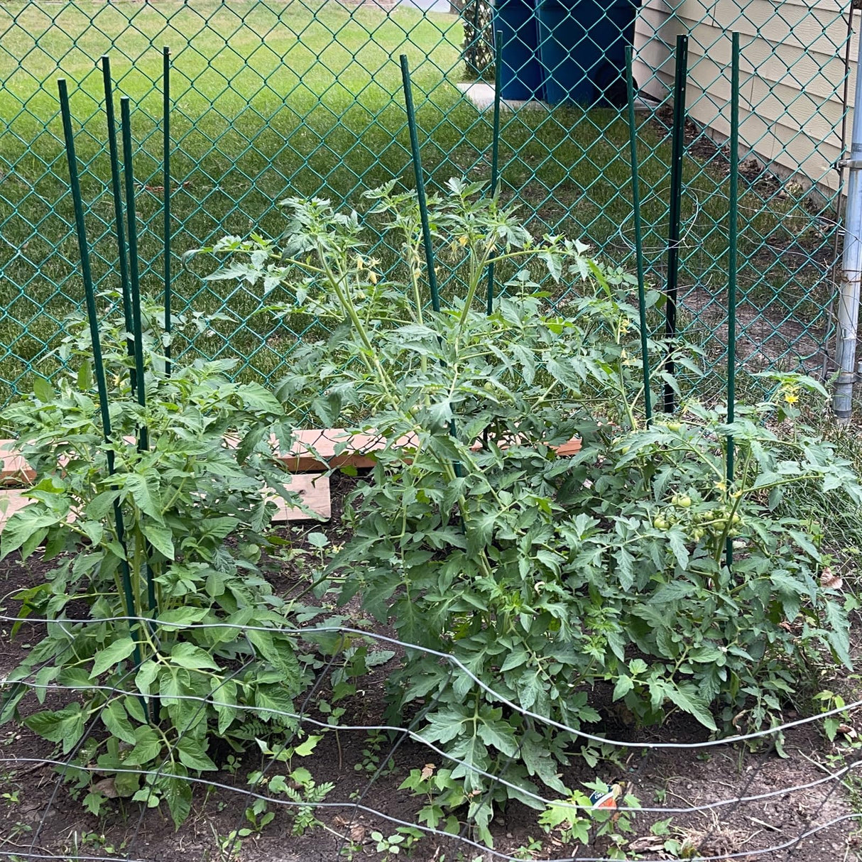 Garden Stakes, 48 Inch 4Ft Steel Tomato Plant Stakes, 20 Pack