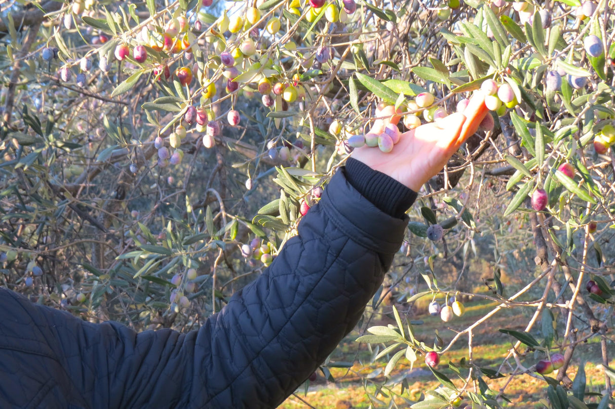 Extra Virgin Olive Oil Cold Pressed - London Award-Winning - 33.81 Fluid Ounce,Antique Ephesus, Mediterranean Region of Ayvalik Turkey (Extra Virgin)