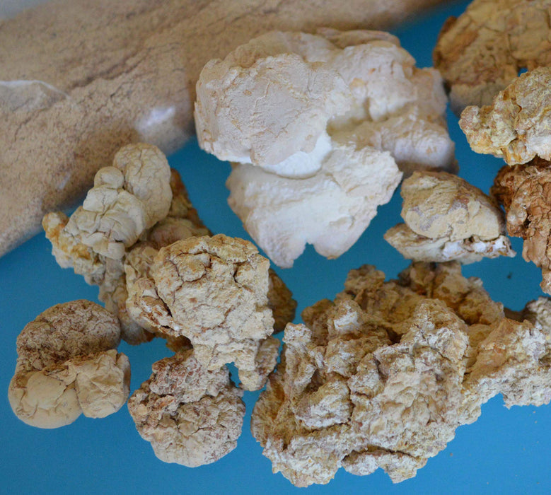 Tiger Milk Mushroom (Lignosus rhino.) USA, Lung Respiratory Immune Support 450mg capsule