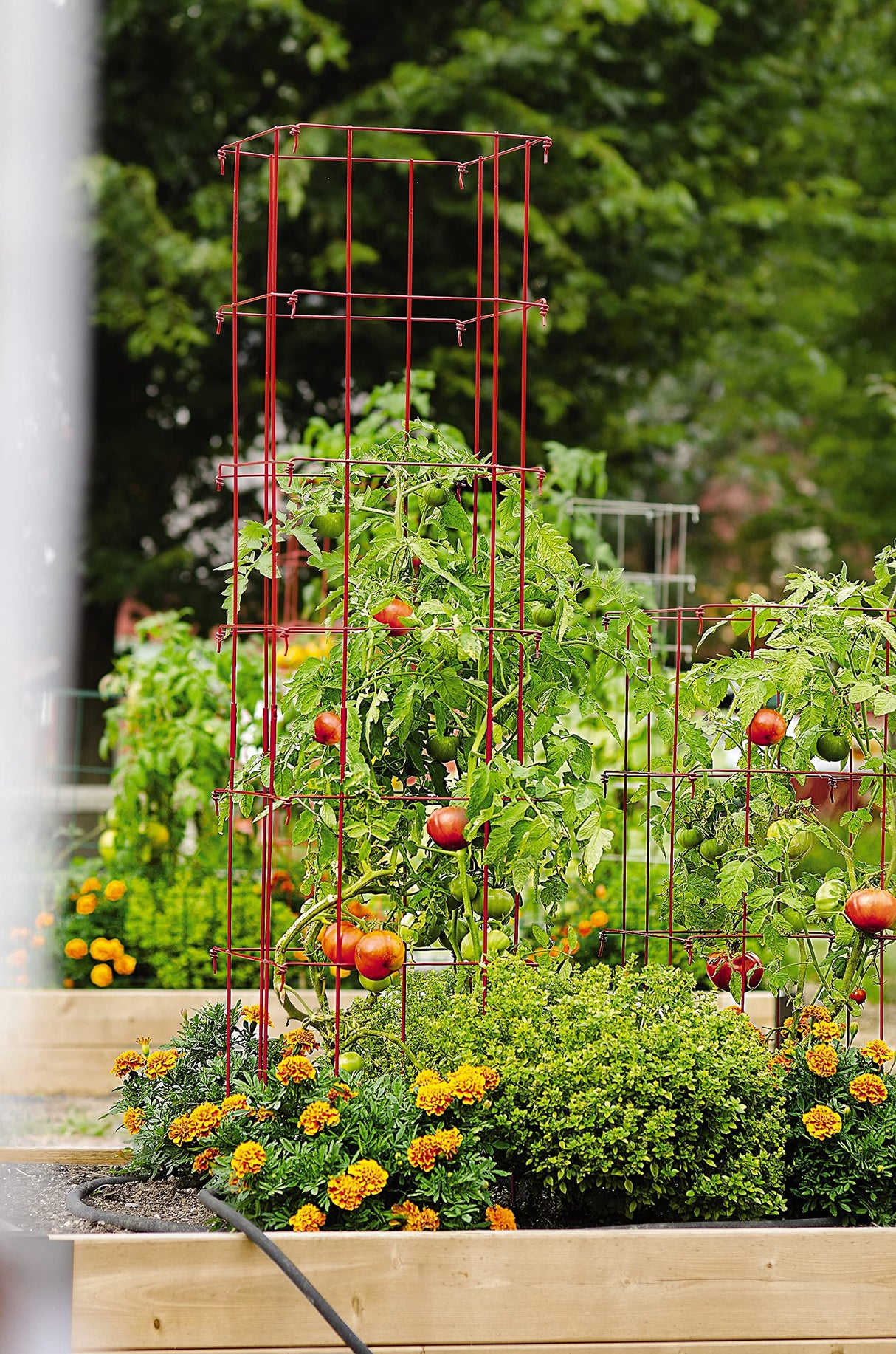 Gardener's Supply Company Lifetime Tomato Cages, Red, Set of 4