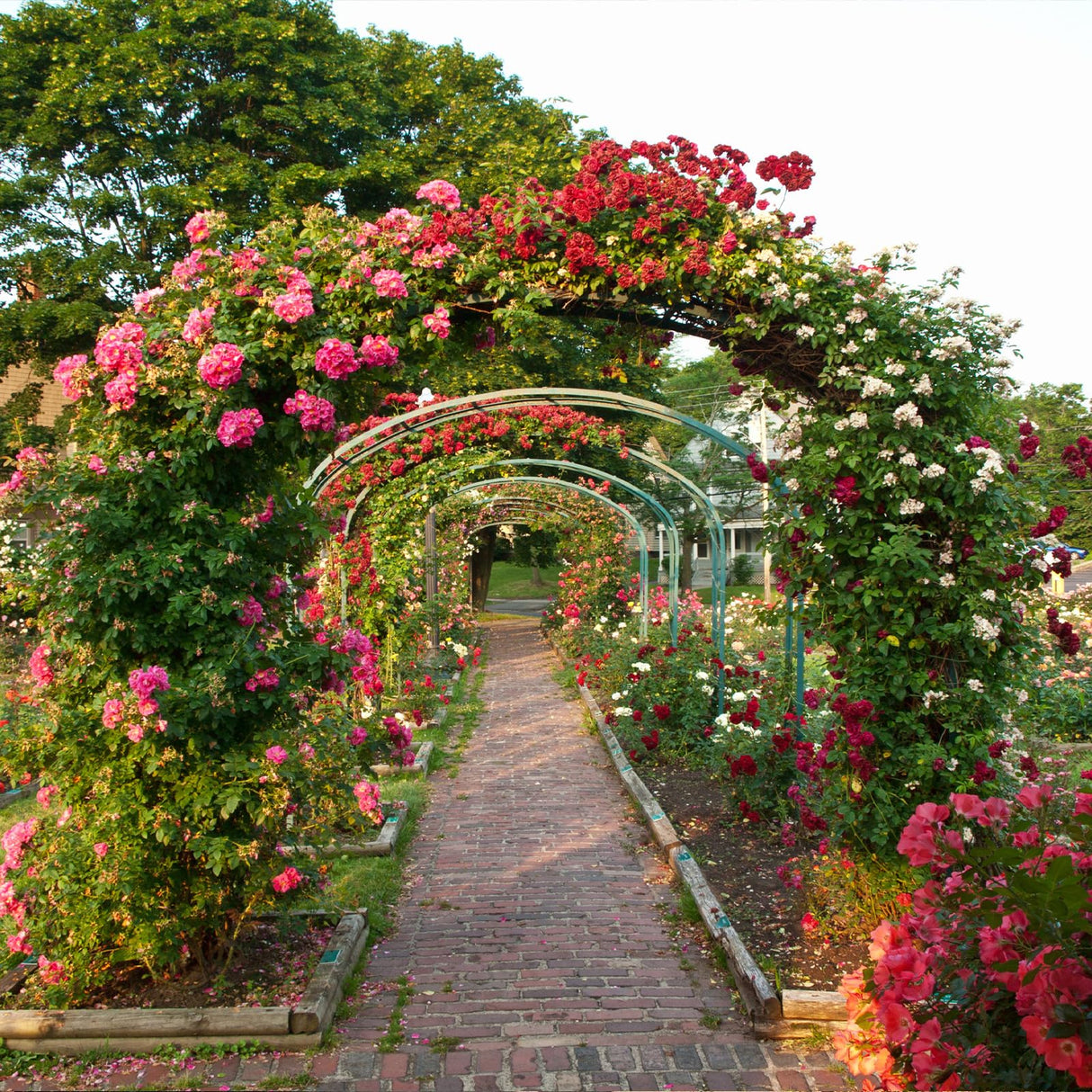 RUBFAC 94" Metal Garden Arch Trellis for Climbing Plants Outdoor, Garden Arbors and Arches, Halloween Archway for Pumpkin Balloon Rose Vines Wedding Christmas Birthday Party Decorations, Army Green