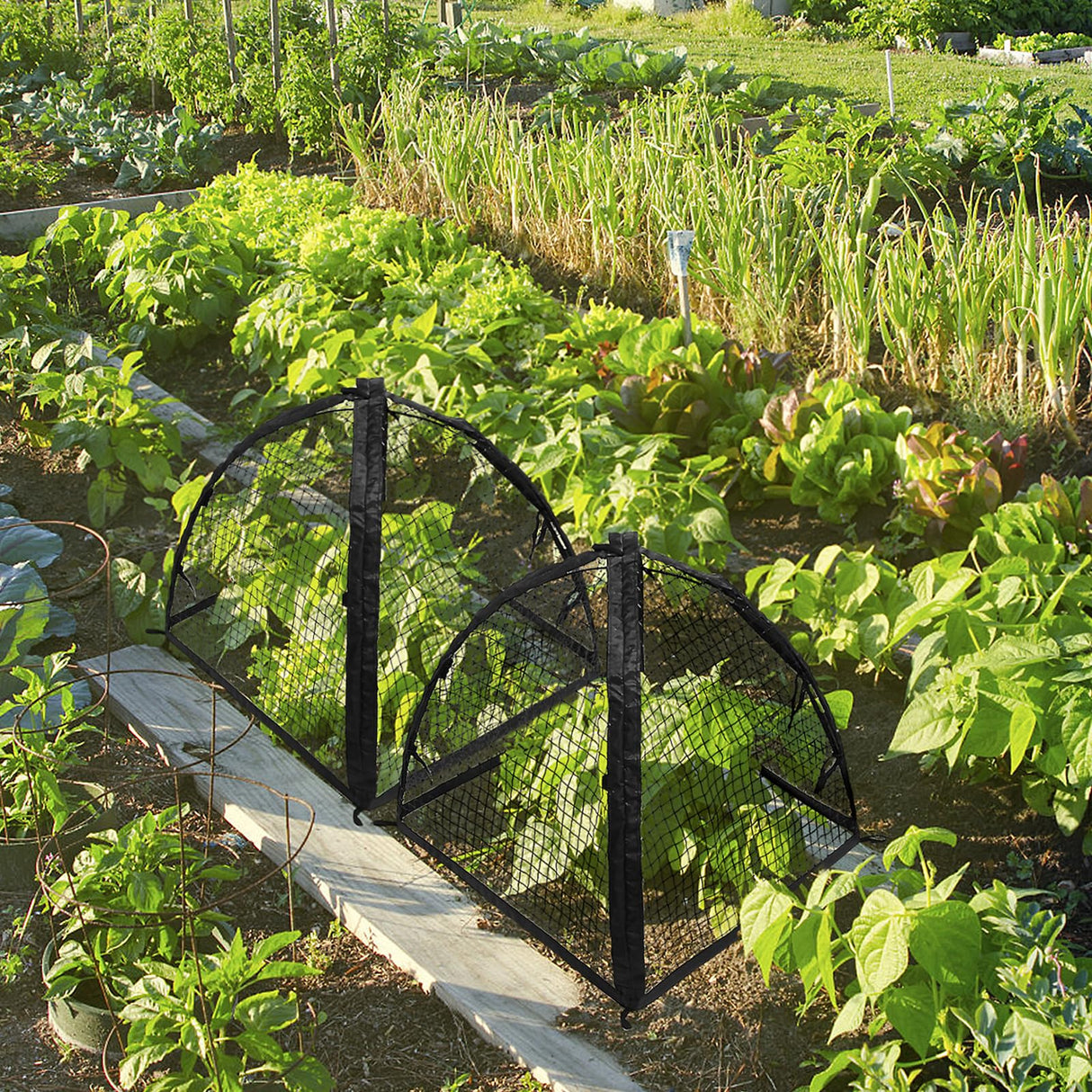 Strawberry Plant Protector,22 x22 x 22 Inch Cloche Dome for Plants
