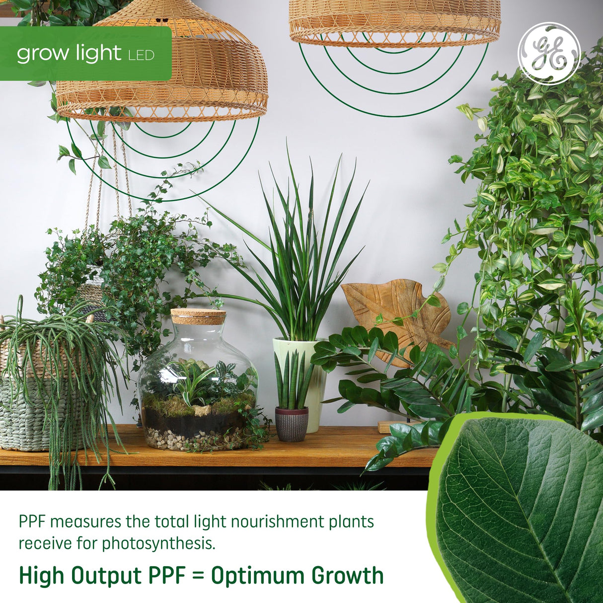 GE Grow LED Light Bulb for Plants Seeds and Greens, Balanced Light Spectrum, A19 (2 Pack)
