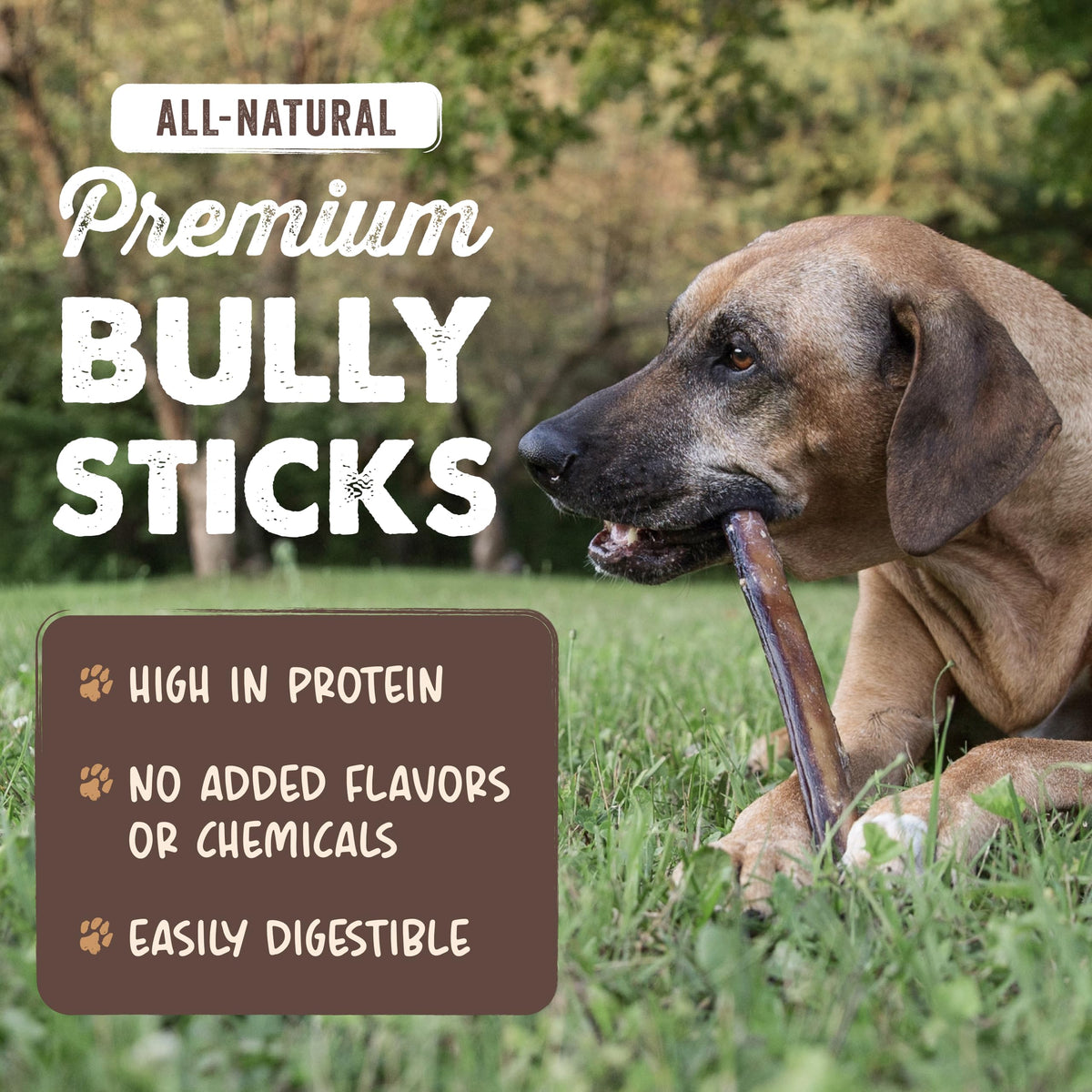 Mighty Paw 12" Bully Sticks for Dogs - Large, Medium and Small Dog Chew