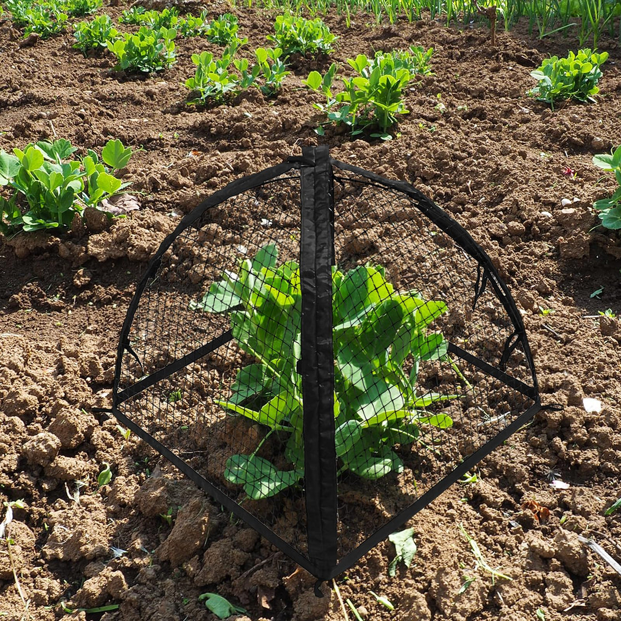Strawberry Plant Protector,22 x22 x 22 Inch Cloche Dome for Plants