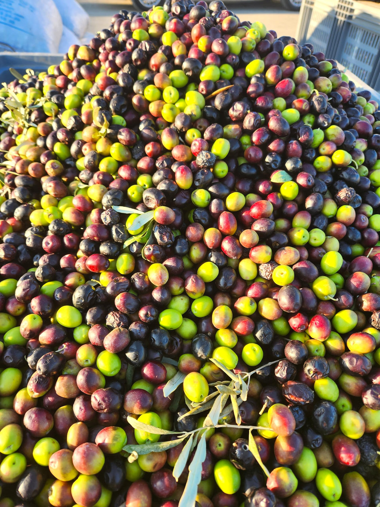 Cold Pressed Virgin Olive Oil 1 L - 33.81 Fluid Ounce, Antique Ephesus, Mediterranean Region of Ayvalik Turkey