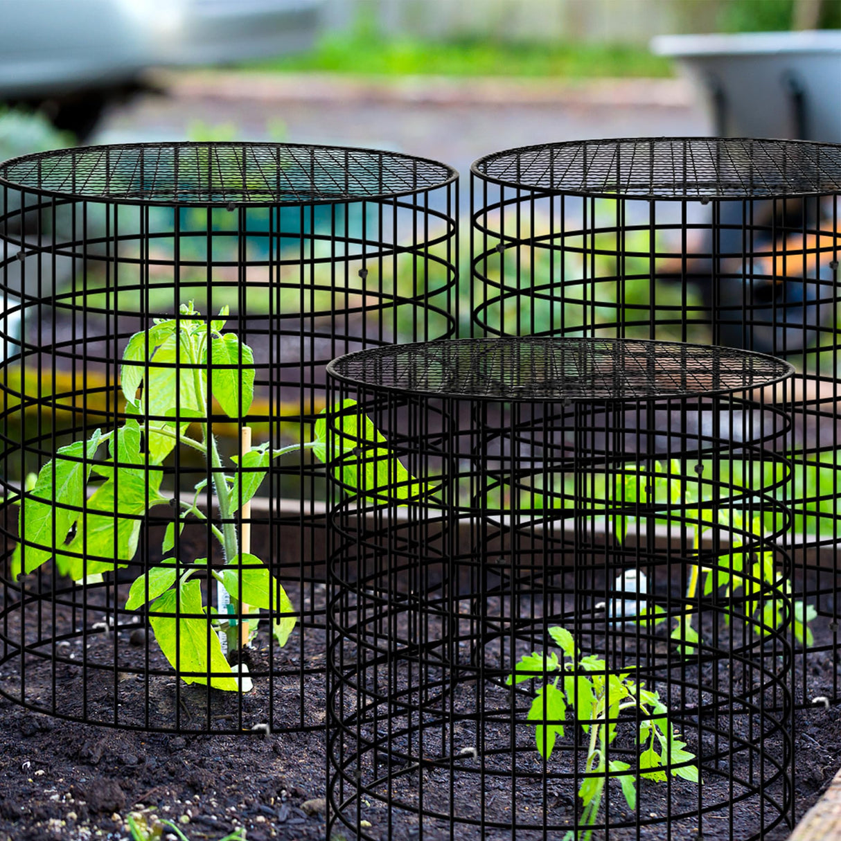 Hi Sasara 5 Sets Wire Plant Protectors Cage with Staples,11.8" Dia x 11.8" H,Plant Protector with Round Lids to Keep Animals Out,Wire Plant Protector Cage for Plants Vegetables Flower