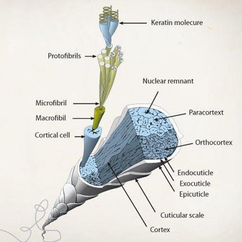 Havelock Wool Insulation for Vans