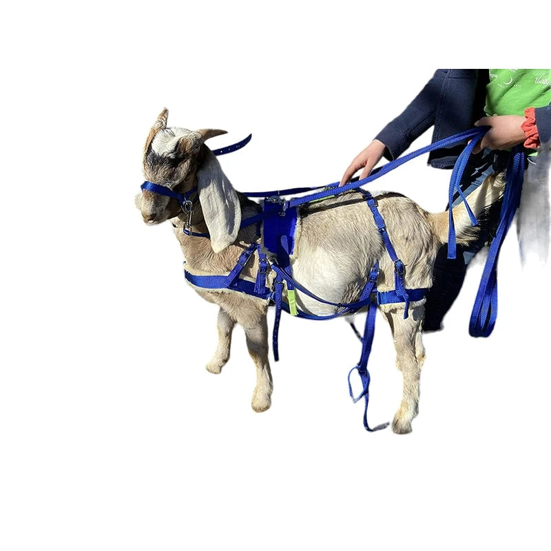 Goat Pulling Harness With Tugs Padded Pull Wagons, Carts, Sleds, Brush (Standard, Blue)