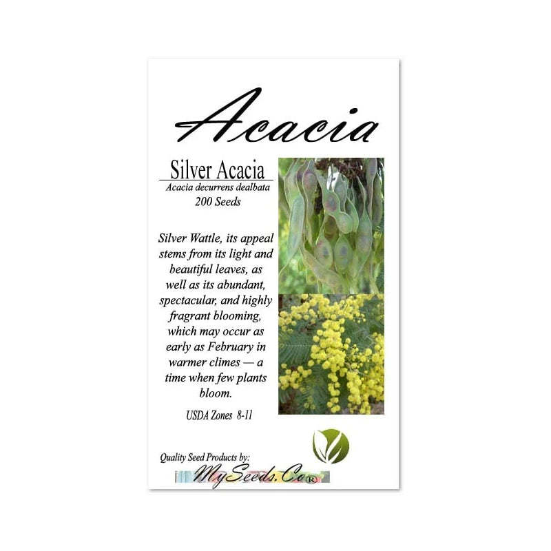 Acacia decurrens dealbata (Silver Acacia) Tree Seed, Warm, Honey, iris-Like Scent, You Choose The Quantity (1 Pack)