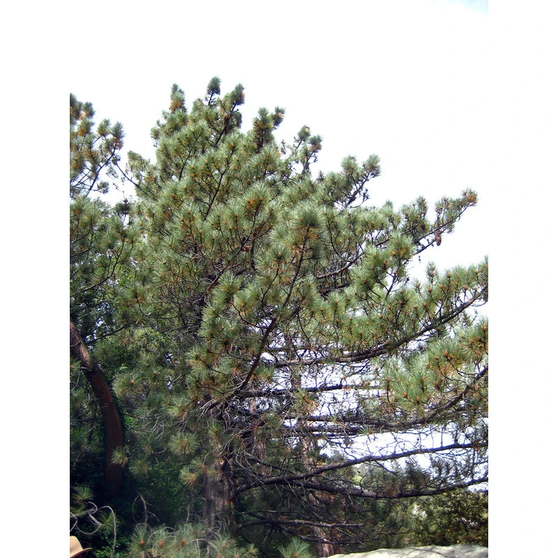 Coulter Pine | Small Tree Seedling | The Jonsteen Company