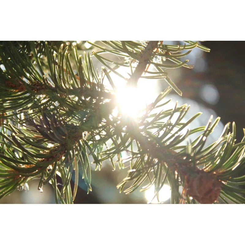 Grand Canyon Silver New Mexico Piñon, Pinon Pine Nuts, 2024 Harvest, 8oz ~ Roasted & Salted