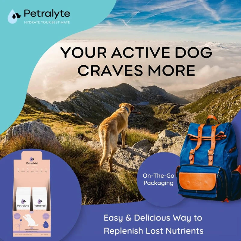 Dog Electrolytes and Joint Supplement | Glucosamine, Chondroitin & MSM for Inflammation and Mobility Support | Electrolytes for Dogs with Prebiotics | Salmon Lovers | 16 Packets