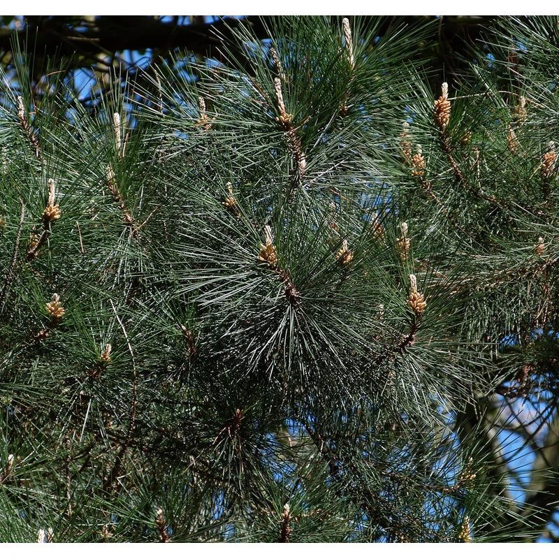 Monterey Pine | Small Tree Seedling | The Jonsteen Company