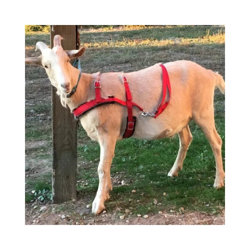 Goat Pulling Harness With Tugs Padded Pull Wagons, Carts, Sleds, Brush (Standard, Blue)