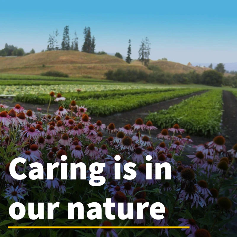 Natural Factors, Berberine LipoMicel Matrix, 500mg, 90 Weichkapseln, hochdosiert, Laborgeprüft, Sojafrei, Glutenfrei, Ohne Gentechnik