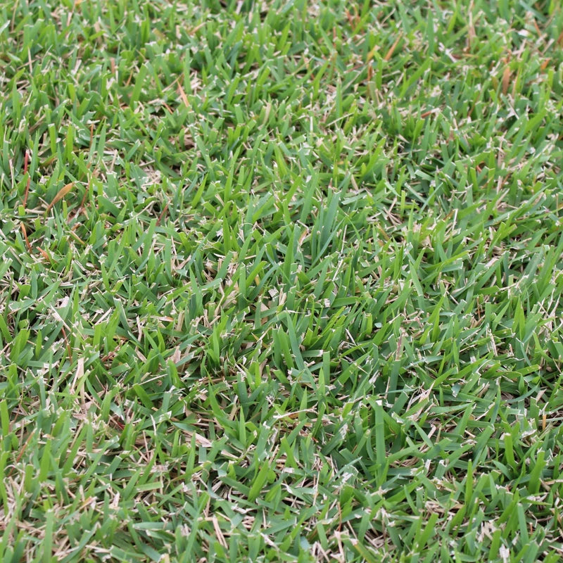 Samson Botanicals El Toro Zoysia Sod Plugs 18 Pack | Samson Botanicals Sod Plugs | Drought-Tolerant | Shade Tolerant | 3 X 3 Grass Plug