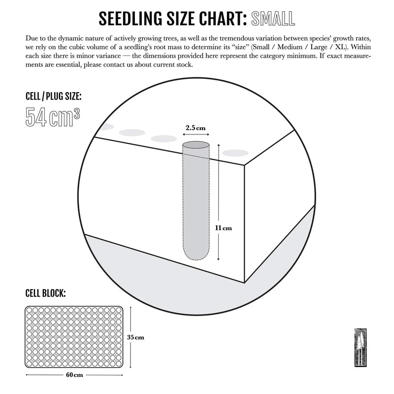 Monterey Pine | Small Tree Seedling | The Jonsteen Company