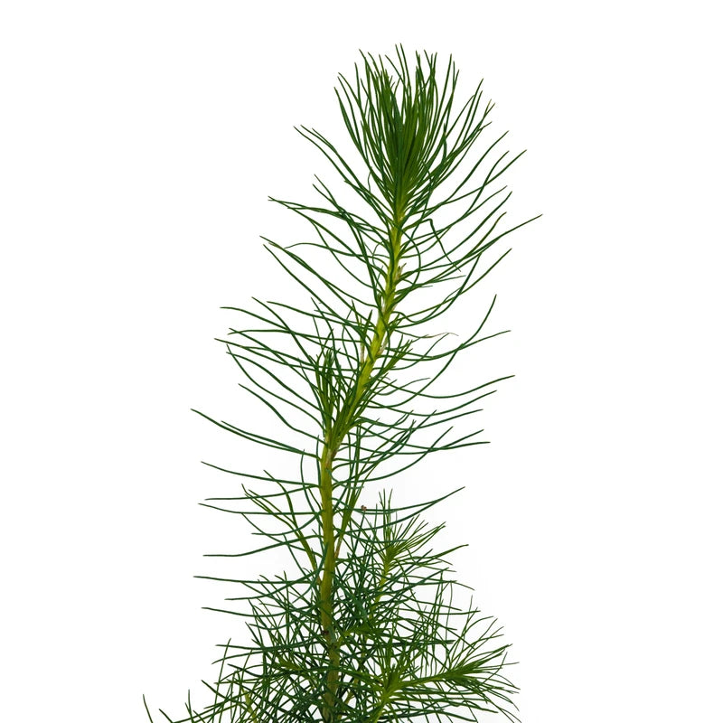 Monterey Pine | Small Tree Seedling | The Jonsteen Company