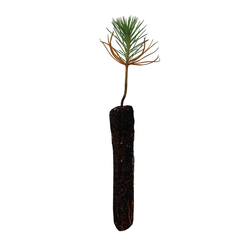 Coulter Pine | Small Tree Seedling | The Jonsteen Company