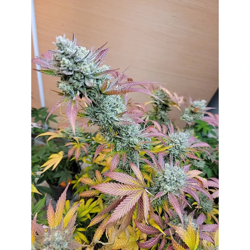 Mammoth P Bloom Booster- Organic Microbial 🎁 FREE SHIP 16% Increase Yields 15mL