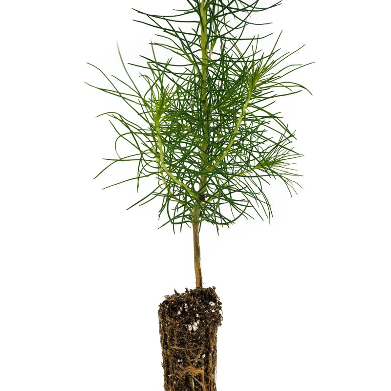 Monterey Pine | Small Tree Seedling | The Jonsteen Company