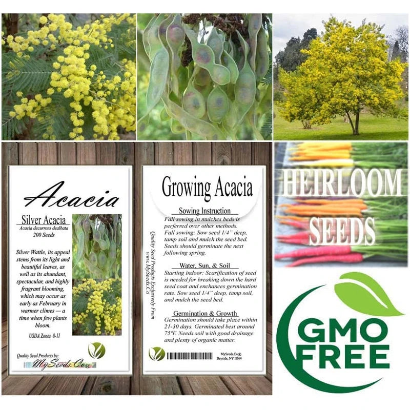 Acacia decurrens dealbata (Silver Acacia) Tree Seed, Warm, Honey, iris-Like Scent, You Choose The Quantity (1 Pack)