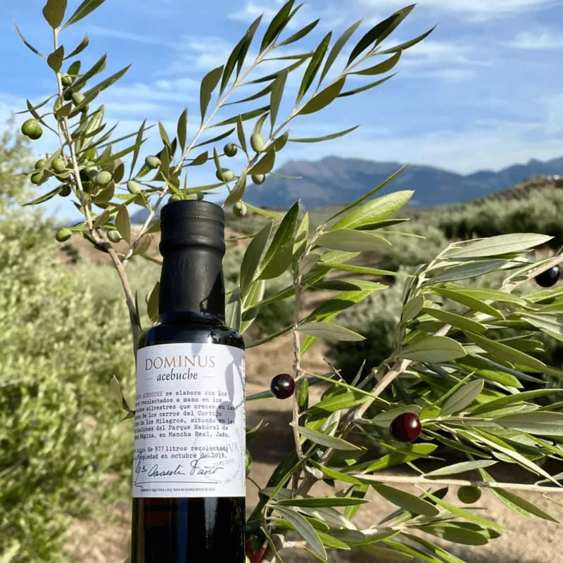 Alta Gama Best Drinking Extra Virgin Olive Oil Dominus Acebuche, Polyphenol Rich Spanish Extra Virgin Olive Oil, Imported from Spain, Organic, Wild Olives, Acebuchina Variety, Cold Pressed, High in Polyphenol, 1,350 PPM, 250 ml