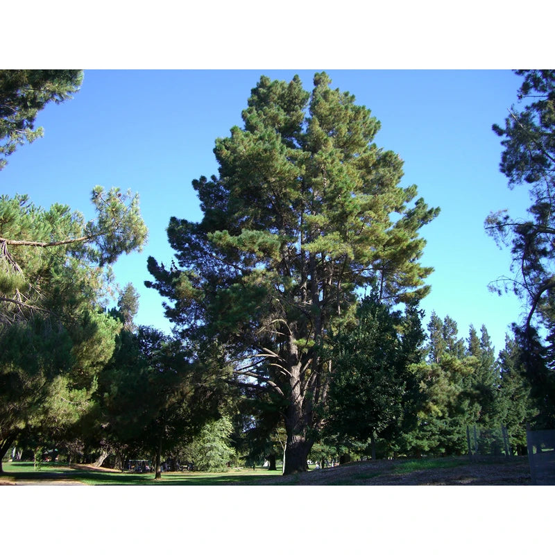 Monterey Pine | Small Tree Seedling | The Jonsteen Company