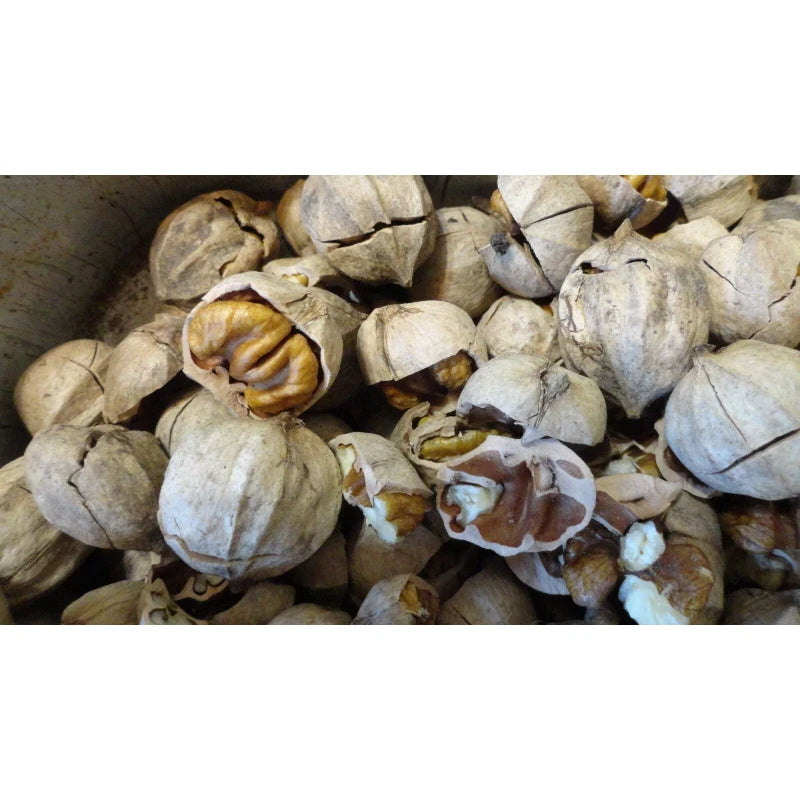 Hickory 2024 NEW CROP NATURAL 1# Wisconsin Shelled Hickory Nuts 1 lb. one pound
