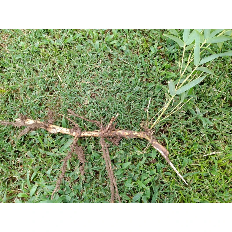 Bamboo, Live root MOSO Live Bamboo Root 6pc per order, 5 in or longer.