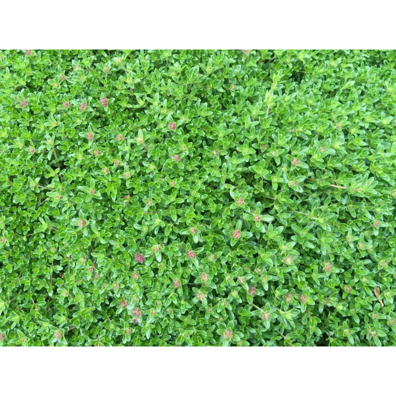 CREEPING ELFIN THYME 5,000 CREEPING ELFIN THYME SEEDS FOR GRASS REPLACEMENT, ROCK GARDENS, ETC.