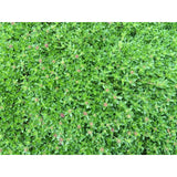 CREEPING ELFIN THYME 5,000 CREEPING ELFIN THYME SEEDS FOR GRASS REPLACEMENT, ROCK GARDENS, ETC.
