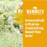 Mammoth P Bloom Booster | Organic Microbial Inoculant | 16% Increase Yields 50mL