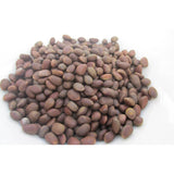Grand Canyon Silver New Mexico Piñon, Pinon Pine Nuts, 2024 Harvest, 8oz ~ Roasted & Salted