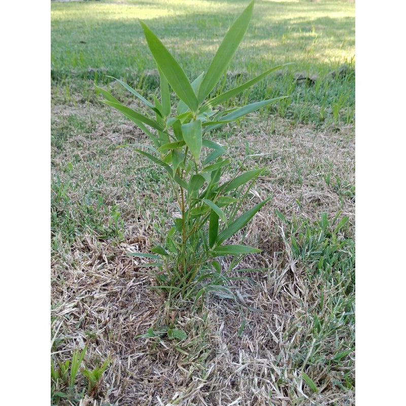 Bamboo, Live root MOSO Live Bamboo Root 6pc per order, 5 in or longer.