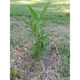 Bamboo, Live root MOSO Live Bamboo Root 6pc per order, 5 in or longer.