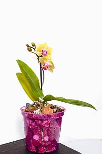 rePotme MSU Orchid Liquid Fertilizer - Thumbnail 4