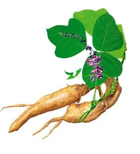 100 Caps Pueraria Mirifica White Extract Powder, 100% 10:1 Potent, Organic, 1,000mg Per Servings, Non GMO from Thailand, Premium Quality, Vegan